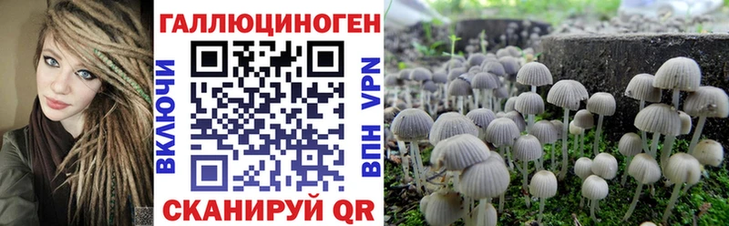 где купить наркоту  МЕГА зеркало  Псилоцибиновые грибы Psilocybine cubensis  Ладушкин 